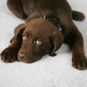 chocolate Labrador