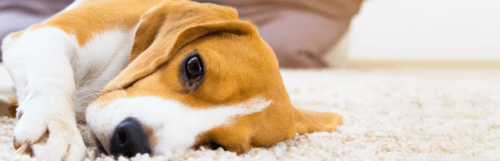 dog on carpet