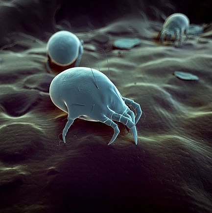 dust mites