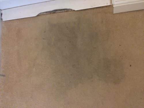 ryg15-500x375 “The Rug Doctor – Carpet Cleaning Review” (Guest Blog by Outnumbered By Boys)
