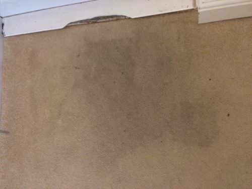 cleaning carpet