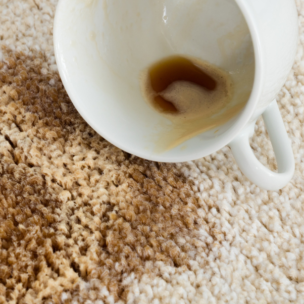 How to Remove Stains Rug Doctor