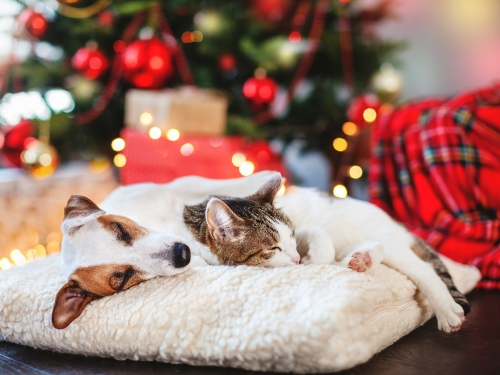 cat and dog on pet bed at christmas